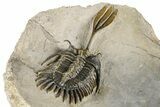 Spiny Trident Walliserops Trilobite - Foum Zguid, Morocco #381462-4